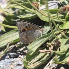 Junonia villida at Wallaroo, NSW - 19 Nov 2019 12:02 PM