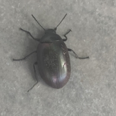Chalcopteroides spectabilis (Rainbow darkling beetle) at Reid, ACT - 21 Nov 2019 by JanetRussell