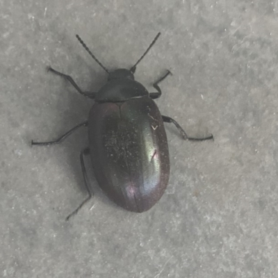 Chalcopteroides spectabilis (Rainbow darkling beetle) at Reid, ACT - 21 Nov 2019 by JanetRussell