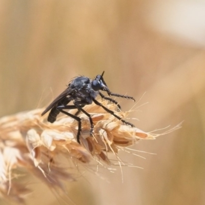 Apothechyla sp. (genus) (Robber fly) at Dunlop, ACT - 19 Nov 2019 by AlisonMilton