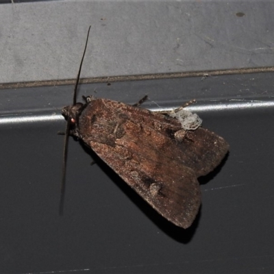 Agrotis infusa (Bogong Moth, Common Cutworm) at Wanniassa, ACT - 21 Nov 2019 by JohnBundock
