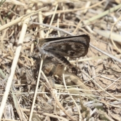 Synemon plana (Golden Sun Moth) at West Belconnen Pond - 19 Nov 2019 by AlisonMilton