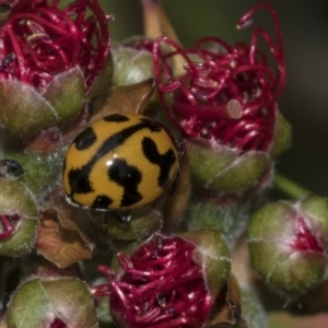 Coccinella transversalis at Bruce, ACT - 12 Nov 2019