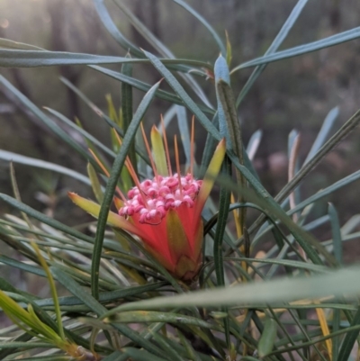 Lambertia formosa (Mountain Devil) at Robertson, NSW - 21 Nov 2019 by Margot