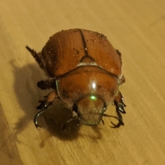 Anoplognathus hirsutus (Hirsute Christmas beetle) at Kambah, ACT - 21 Nov 2019 by HelenCross