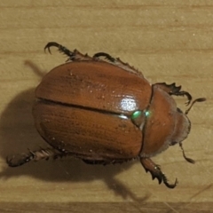 Anoplognathus hirsutus at Kambah, ACT - 21 Nov 2019 10:48 PM