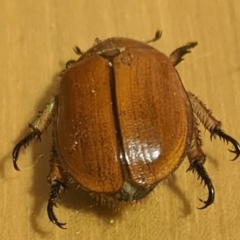 Anoplognathus hirsutus at Kambah, ACT - 21 Nov 2019