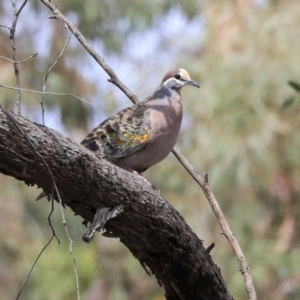 Phaps chalcoptera at Bruce, ACT - 12 Nov 2019 09:19 AM