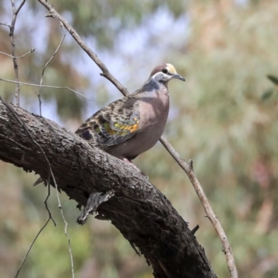 Phaps chalcoptera (Common Bronzewing) at Bruce, ACT - 11 Nov 2019 by Alison Milton