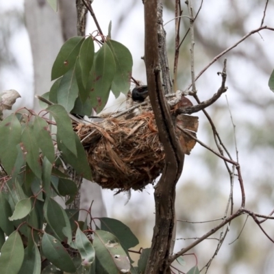 Philemon corniculatus (Noisy Friarbird) at Bruce, ACT - 11 Nov 2019 by AlisonMilton