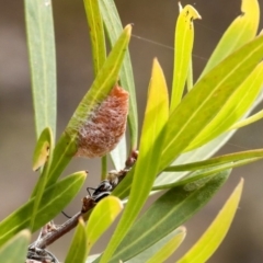 Austracantha minax (Christmas Spider, Jewel Spider) at Bruce, ACT - 11 Nov 2019 by AlisonMilton