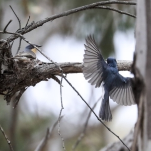 Myiagra rubecula at Bruce, ACT - 12 Nov 2019