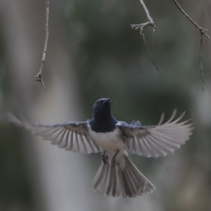 Myiagra rubecula at Bruce, ACT - 12 Nov 2019