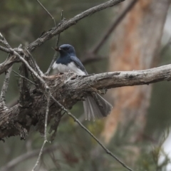 Myiagra rubecula at Bruce, ACT - 12 Nov 2019