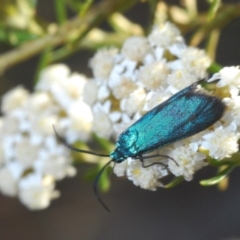 Pollanisus (genus) (A Forester Moth) at Krawarree, NSW - 19 Nov 2019 by Harrisi