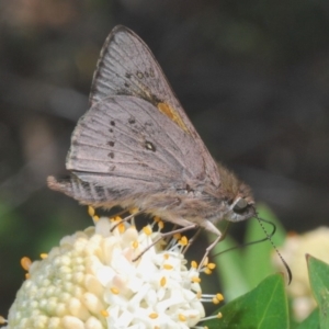 Hesperilla donnysa at Rossi, NSW - suppressed