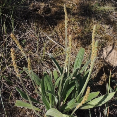 Plantago varia (Native Plaintain) at Tennent, ACT - 11 Nov 2019 by MichaelBedingfield