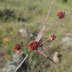Luzula densiflora (Dense Wood-rush) at Tennent, ACT - 11 Nov 2019 by michaelb
