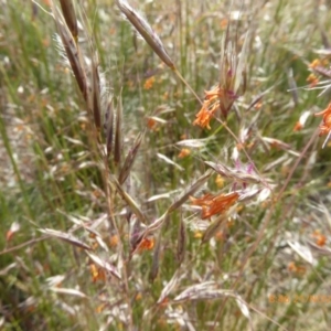 Rytidosperma pallidum at Molonglo Valley, ACT - 21 Nov 2019 08:47 AM