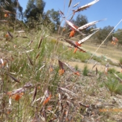 Rytidosperma pallidum at Molonglo Valley, ACT - 21 Nov 2019 08:47 AM