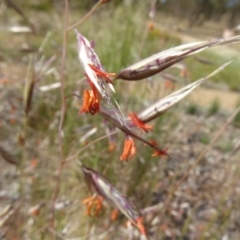 Rytidosperma pallidum at Molonglo Valley, ACT - 21 Nov 2019 08:47 AM