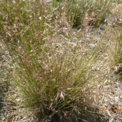 Rytidosperma pallidum at Molonglo Valley, ACT - 21 Nov 2019 08:47 AM