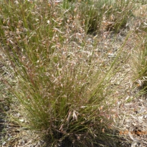 Rytidosperma pallidum at Molonglo Valley, ACT - 21 Nov 2019 08:47 AM