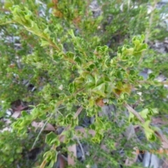 Dodonaea procumbens (Creeping Hop-bush) at Molonglo Valley, ACT - 20 Nov 2019 by AndyRussell