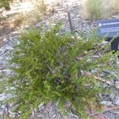 Dodonaea procumbens at Molonglo Valley, ACT - 21 Nov 2019 08:30 AM