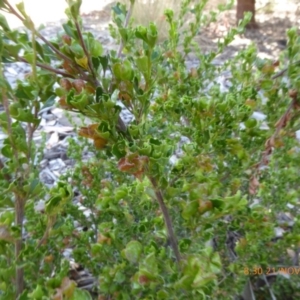 Dodonaea procumbens at Molonglo Valley, ACT - 21 Nov 2019 08:30 AM