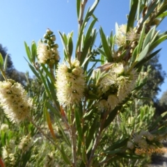 Callistemon pallidus (Lemon Bottlebrush) at Molonglo Valley, ACT - 21 Nov 2019 by AndyRussell