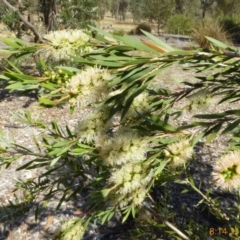 Callistemon pallidus at Molonglo Valley, ACT - 21 Nov 2019