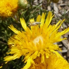 Tephritidae sp. (family) (Unidentified Fruit or Seed fly) at Molonglo Valley, ACT - 30 Oct 2019 by AndyRussell