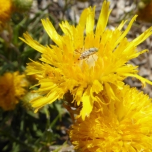 Tephritidae sp. (family) at Molonglo Valley, ACT - 31 Oct 2019