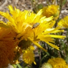 Tephritidae sp. (family) at Molonglo Valley, ACT - 31 Oct 2019