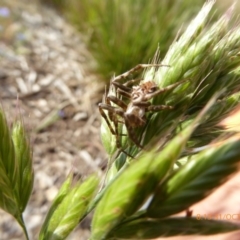 Araneus sp. (genus) (Orb weaver) at Molonglo Valley, ACT - 30 Oct 2019 by AndyRussell