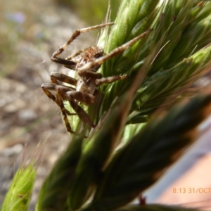 Araneus sp. (genus) at Molonglo Valley, ACT - 31 Oct 2019 08:09 AM