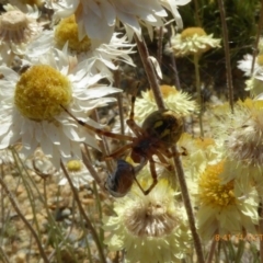 Araneus hamiltoni (Hamilton's Orb Weaver) at Sth Tablelands Ecosystem Park - 30 Oct 2019 by AndyRussell