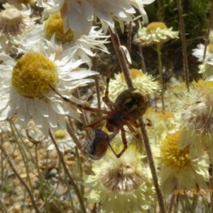 Araneus hamiltoni at Molonglo Valley, ACT - 31 Oct 2019