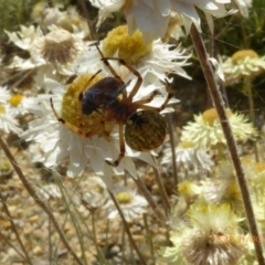 Araneus hamiltoni at Molonglo Valley, ACT - 31 Oct 2019