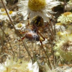 Araneus hamiltoni at Molonglo Valley, ACT - 31 Oct 2019 08:42 AM