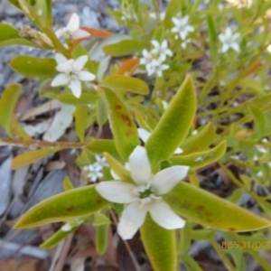 Philotheca myoporoides at Molonglo Valley, ACT - 31 Oct 2019