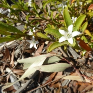 Philotheca myoporoides at Molonglo Valley, ACT - 31 Oct 2019