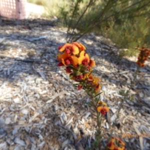 Dillwynia sp. Yetholme (P.C.Jobson 5080) NSW Herbarium at Molonglo Valley, ACT - 31 Oct 2019