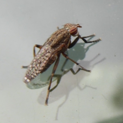 Platystomatidae (family) (Unidentified signal fly) at Dunlop, ACT - 21 Nov 2019 by Christine