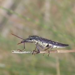 Rhinotia sp. (genus) (Unidentified Rhinotia weevil) at Dunlop, ACT - 21 Nov 2019 by Christine