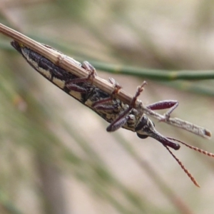 Rhinotia sp. (genus) at Dunlop, ACT - 22 Nov 2019