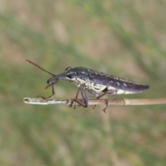 Rhinotia sp. (genus) at Dunlop, ACT - 22 Nov 2019