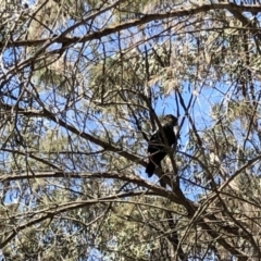 Calyptorhynchus lathami (Glossy Black-Cockatoo) at Woodlands, NSW - 11 Nov 2019 by haynesb