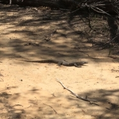 Varanus rosenbergi (Heath or Rosenberg's Monitor) at Woodlands, NSW - 14 Nov 2019 by haynesb